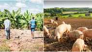 Several years after being disowned, man teaches his dad a big lesson, employs him to run pig business