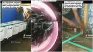 "I no be plumber": Lady builds fishing ponds, many people want to learn her farming technique in viral video