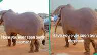 "Only in Benin City": Video gigantic elephant masquerade from Edo State foes viral on TikTok