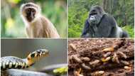 Corruption: List of animals accused of consuming money in Nigeria