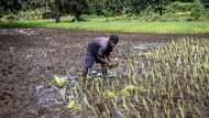 Federal government push for Nigeria's food self-sufficiency, opens huge N525bn opportunity in seeds market