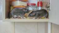 I came home to a house full of rats — Then I discovered someone was behind it