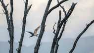 Modern phoenix: The bird brought back from extinction in Japan
