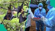 Facts to know about Nipah Virus as WHO confirms cases in India