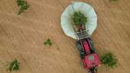 Droughts drive Spanish boom in pistachio farming