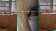 "We saw it in the kitchen": Lady shares video of strange bird, claims it disappeared during prayers