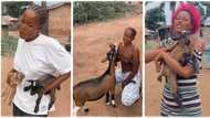 "I traveled for 2 days": Lady rejoices after her goat gives birth to twins, dances with baby goats in video