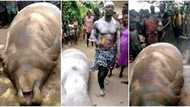 "That man should be awarded": Photos as Nigerian fisherman catches giant sea mammal, flaunts it