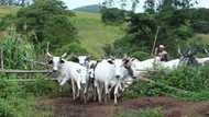 Insecurity: FG plans curriculum for farmers, pastoralists’ education