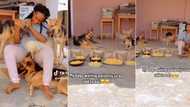 "They are very observant": Wise dogs refuse to eat plates of food set before them, video gets tongues wagging