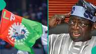 2027: Prominent LP chieftain finally uncovers 'the chosen one' to battle Tinubu, details emerge