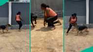 Lady falls on the ground and pretends to faint to see what her four giant dogs will do