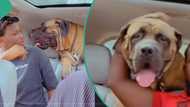 Nigerian man’s video of his massive dog with head the size of human’s causes a stir online