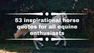 53 inspirational horse quotes for all equine enthusiasts