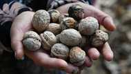 In Kyrgyzstan, world's largest natural walnut forest thins away