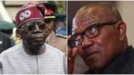 Tribunal: Tempers rise as Peter Obi sends stern warning to President Bola Tinubu