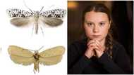 These are the new species that were discovered by scientists in 2019, beetle was named after a power teenager (photo)