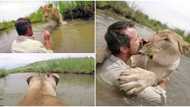 Stunning video shows moment man comes face to face with lion he had rescued 7 years ago, it jumps on him