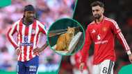 UEFA Champions League: Mysterious cat predicts Atletico Madrid vs Manchester United