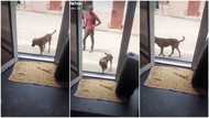 "It's got rhythm": Dog hears music coming out from speaker, starts dancing & wagging tail in funny video