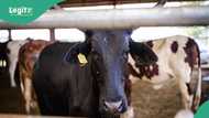 Tension as cow attacks, injures staff at Govt House in Delta