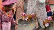 "Pepper soup loading": Nigerian woman ties goat gele and wrapper, takes it to wedding reception in video