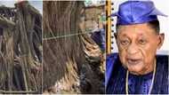 Alaafin of Oyo speaks on giant tree that fell & reportedly rose up, says it'll become tourist attraction