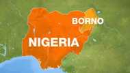 BREAKING: Tension as ISWAP Abducts Borno Government Officials While Supervising Road Construction