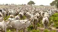 Nigerian state announces plan to import goats, cows from South Africa, Norway