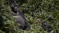 Biodiversity conference moved from China to Canada: UN
