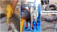 Golden fish: 5 lucky men who caught expensive fish at sea, 3 Nigerians got big sailfish in Lagos