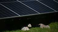 Chinese firms exit Romania solar tender after EU probe