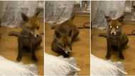 African mum enters into prayer, goes spiritual after fox found It's way into her house, funny video goes viral