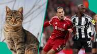 Mysterious prediction cat picks winner of Newcastle vs Liverpool Premier League opener, video