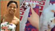 "I used my money to buy this problematic dog": Lady cries out as puppy challenges her at home