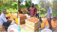 Man shows off the huge tomatoes harvested from his farm, people wonder why many of the fruits are yellow