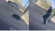 Crazy marathon race: Policeman chases black pig, fast animal runs like athlete, goes under bridge in video