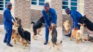 "They missed me:" Dogs jump cheerfully to express happiness as owner arrives home in viral video