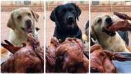 "There is a lot of food": Man feeds his 8 dogs with 1 full chickens each, video goes viral on TikTok