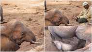 Elephant returns with baby 10years after to man who cared for it to say hello, many react