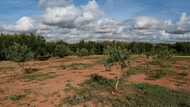 Winter isn't coming: climate change hits Greek olive crop