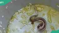 Protest as 100 school children fall sick after eating food with dead snake