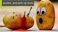 Enjoy top funny potato puns, jokes, quotes and pick up lines