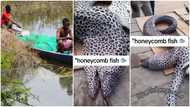 Lucky fisherman catches big honeycomb fish worth thousands of naira, video emerges as he disappoints people
