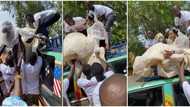 "But why now?" Beautiful bride made to sit on bus roof on her wedding day, stunning video goes viral