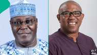 Analyst reacts as Peter Obi dumps ADC, "evasion disguised as principle"