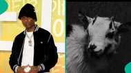 Wizkid makes bold statement as he poses with goat in snippet from Morayo album