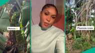 Proud lady displays family house her father built like "Garden of Eden," many marvel at how it looks