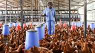 Inflation: High cost of feed threatens 25 million jobs in Nigeria's poultry industry