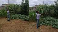Little boy wows social media users with his 'big' vegetable farm (photos)